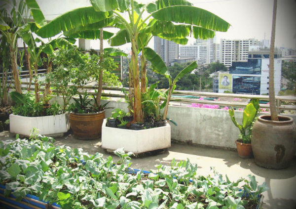 roof garden