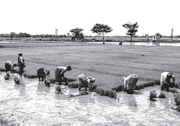 tamilnadu farming