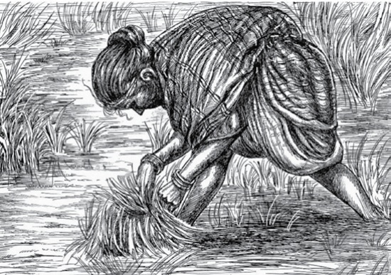 woman working in farm