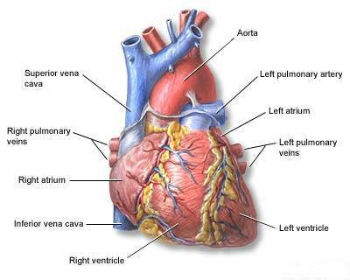 heart 303 copy