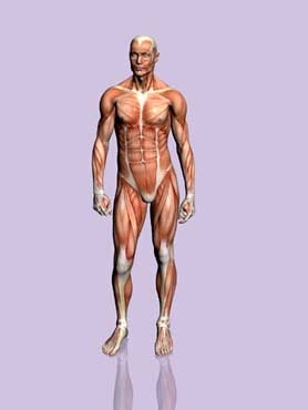 human_body_370