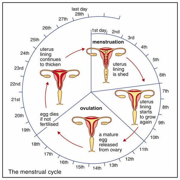 menstrual cycle