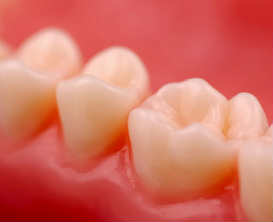 teeth