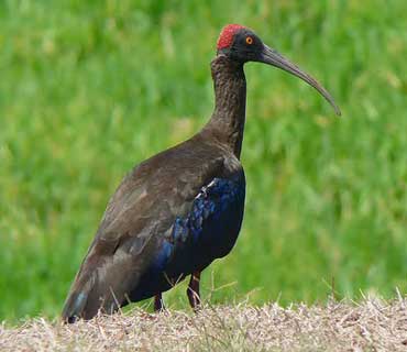 Black-Ibis1_370