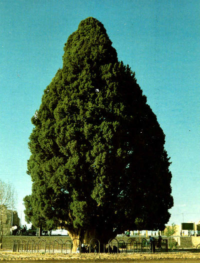 Cypress Tree 400