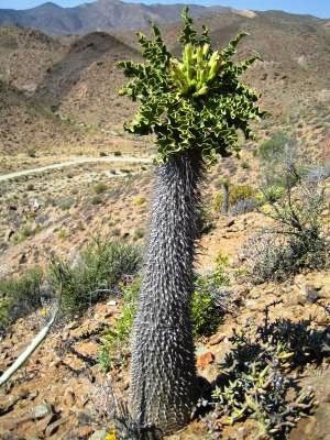 Pachypodium namaquanum