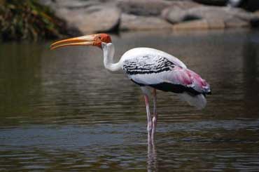 PaintedStork_370