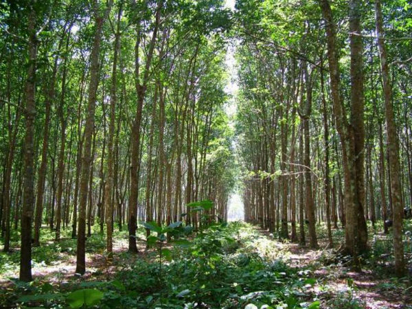 Rubber Estate