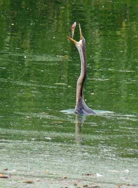 Vedanthangal_Darter_370