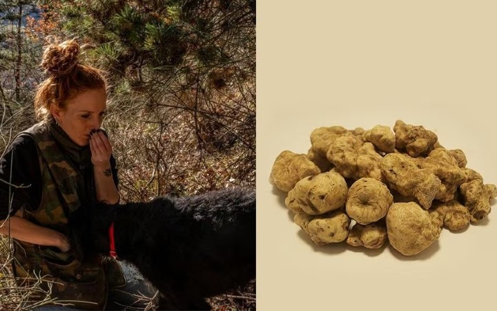 White truffle