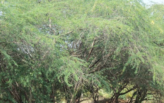 acacia tree