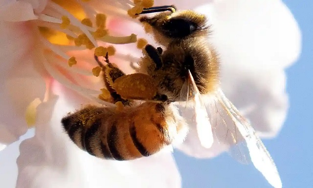 bee on flower