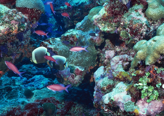 coral reef 475