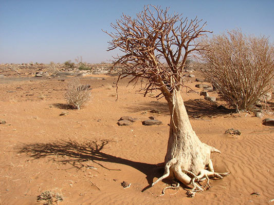 dry land tree