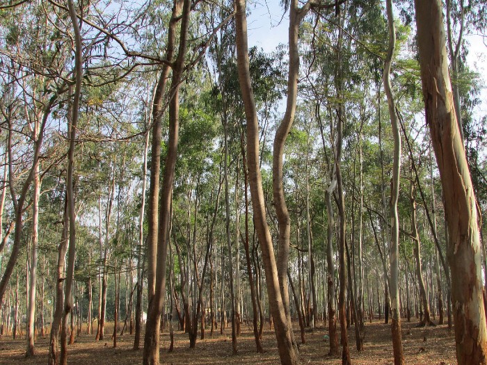 eucalyptus trees