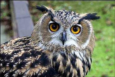 european_owl_370