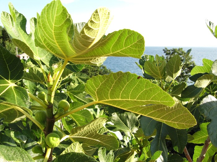 fig tree
