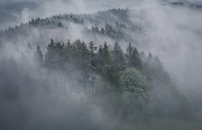 foggy forest 453