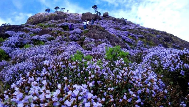 forest flowers