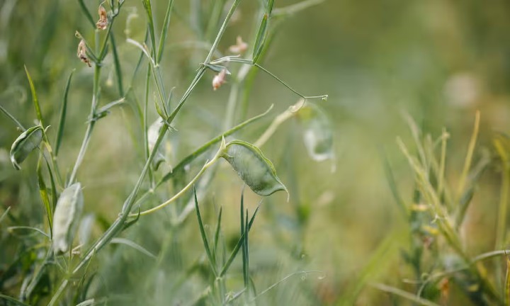 grass pea