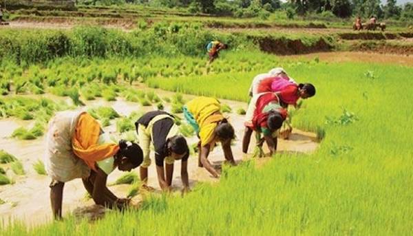 harvest rice