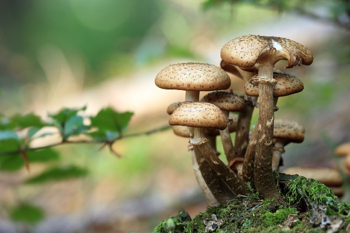 mushrooms 700