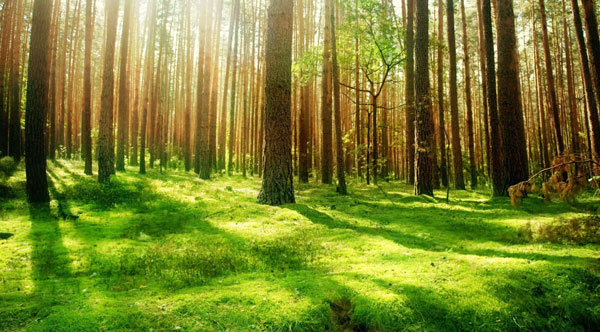 nature 332