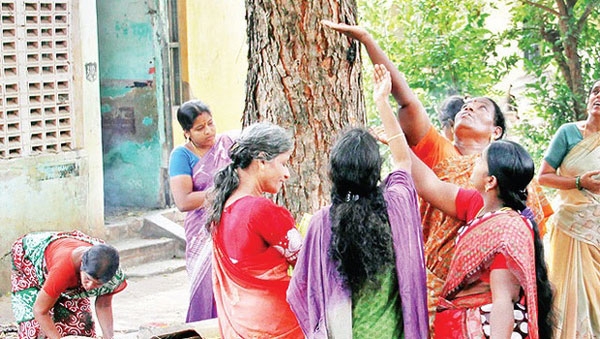 neem tree