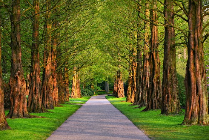 pathway in park