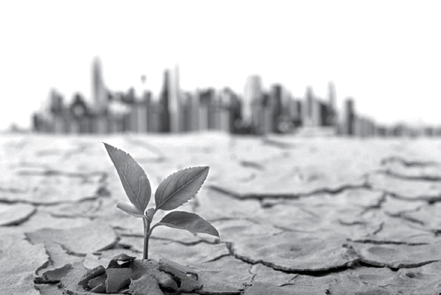 plant in dry land