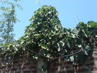 plant