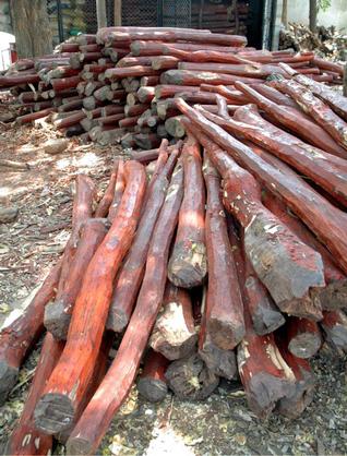 red sanders andra