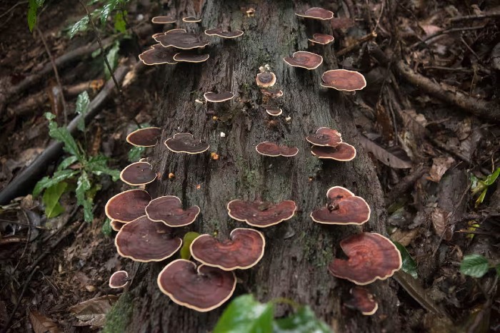 reishi mushrooms