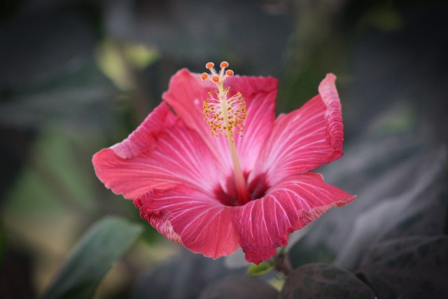 shoeblack plant