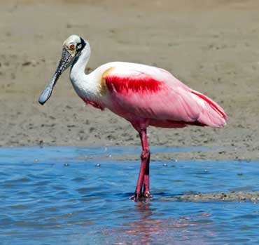 spoonbill_370