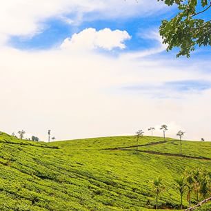 tea estate