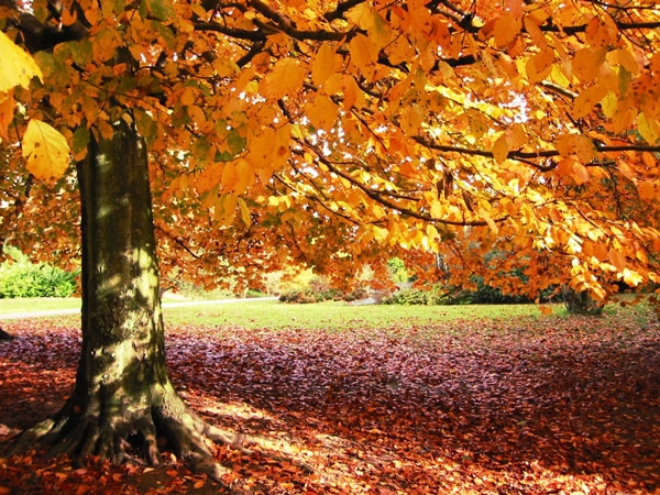 tree leafs