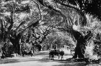 tree 350