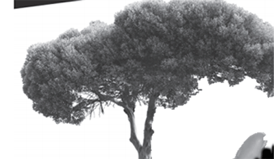 tree 350 