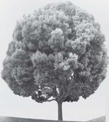 tree_370_copy