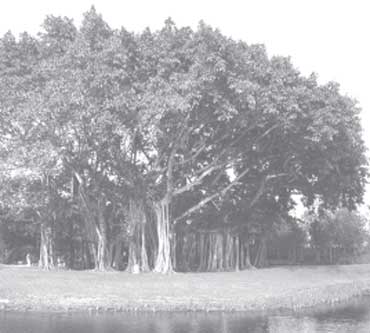 tree_370_copy_copy