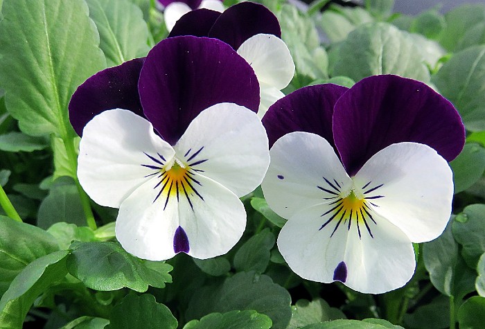 viola arvensis