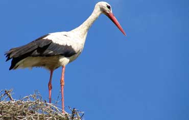 white_stork_370