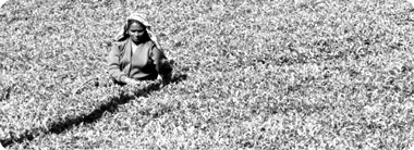 tea_estates__380