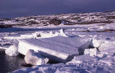 arctic_370