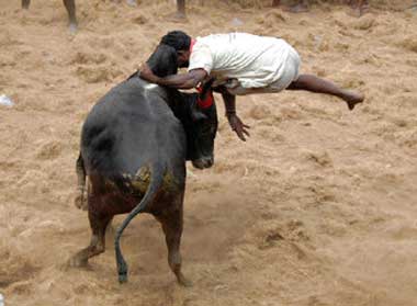 jallikattu_279