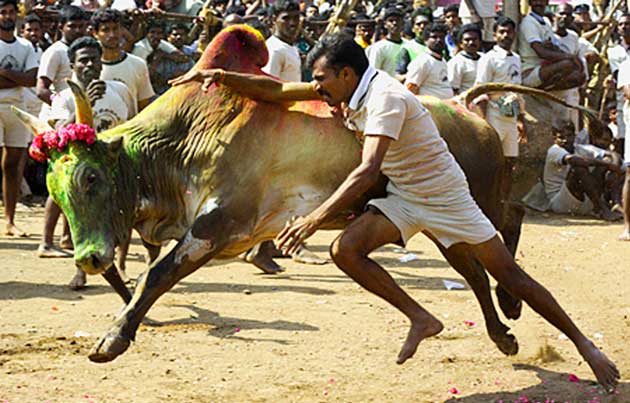 jallikattu_630