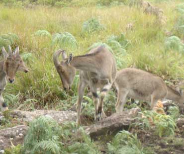 munnar_370