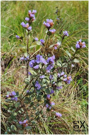 moonar kurinji flower