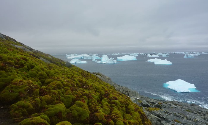 Antarctica